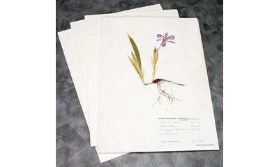 HERBARIUM / RESITALL PAPIR