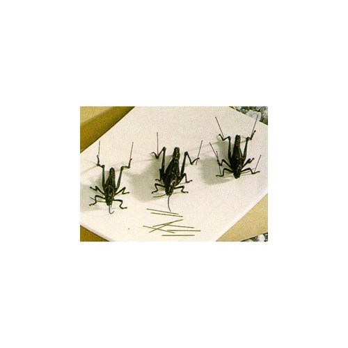 Entomology pins, 0,53 x 38 mm, à 500 stk, rustfritt stål