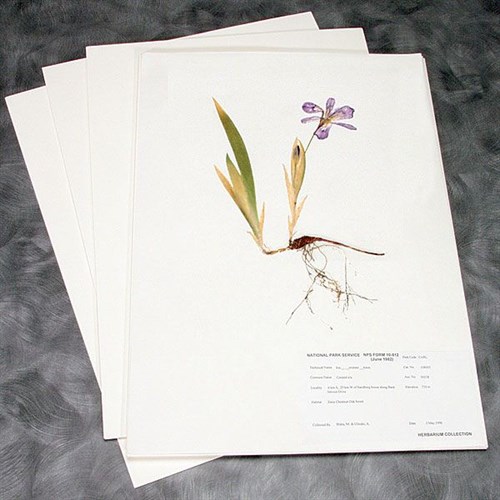 Herbarium monteringspapir, 187 gr, 292 x 419 mm, à 100 ark